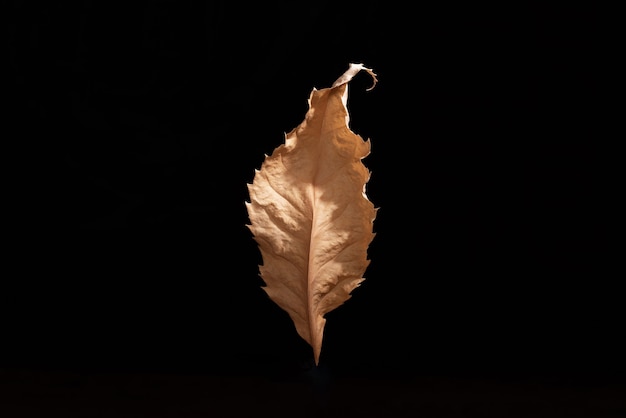 One yellow leaf isolated on black