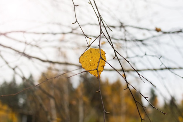 One yellow leaf on a tree branch