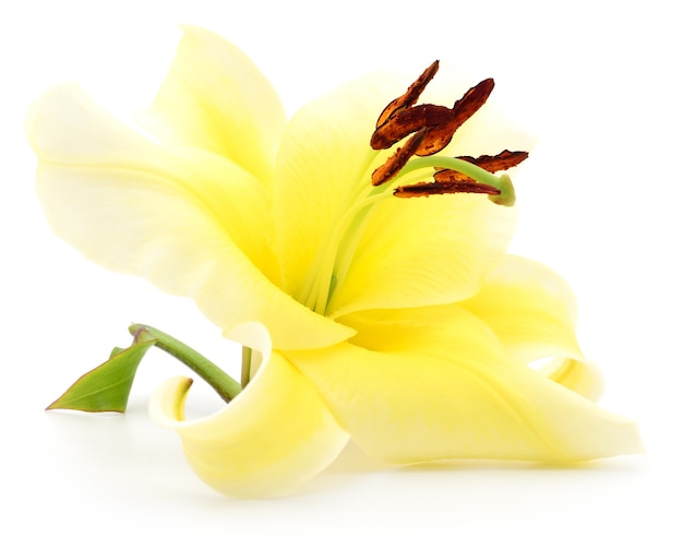 One yellow lily isolated on white background.