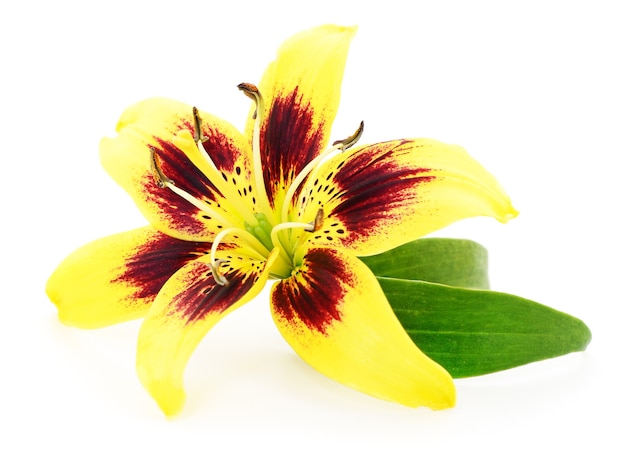 One yellow lily isolated