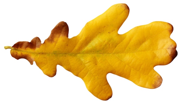 One yellow oak leaf isolated on a white background Autumn leaves