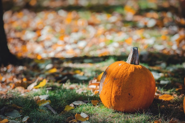 One yellow pumkin on a green lawn with leaves around