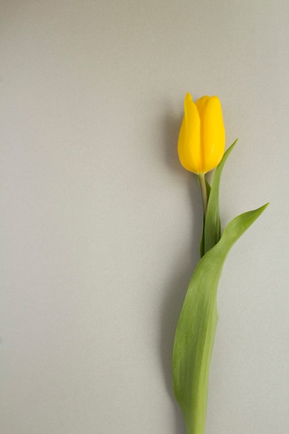 One yellow tulip on the gray background. Location vertical.