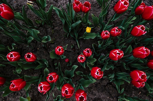 One yellow tulip among many red in the city flowerbed Top view