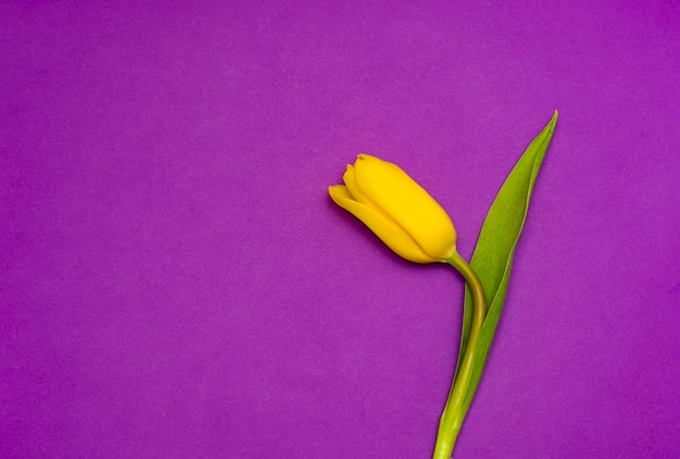 紫色の背景に1つの黄色いチューリップフリーテキストspaceromance休日の春のポスター