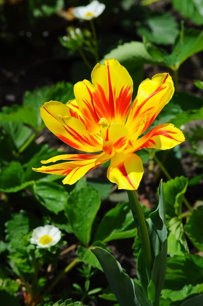 One yelOne yellow tulip flower with red spot in bloomlow tulip flower with red spot in bloom