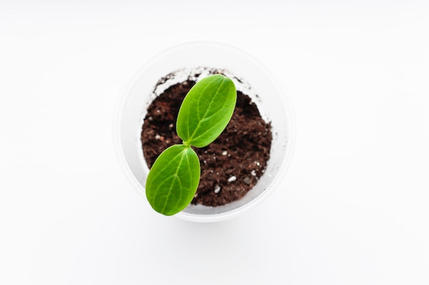 One young healthy cucumber seedling grown from a seed on a windowsill at home Growing seedlings of vegetables at home gardening hobby