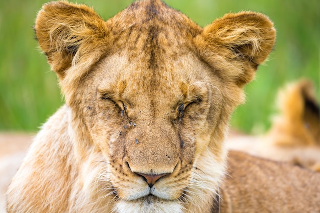 One young lion in close-up, the face of a nearly sleeping lion