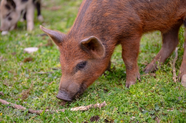 One young pig on a green grass. Brown funy piglet grazing.