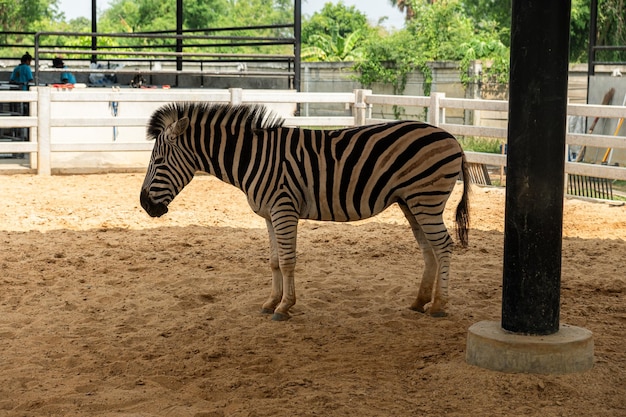 動物園で一頭のシマウマが屋台を持って立っています