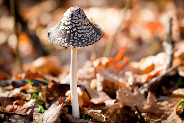 Oneetbaar gevaarlijk voor de gezondheid van paddenstoelen in het bos