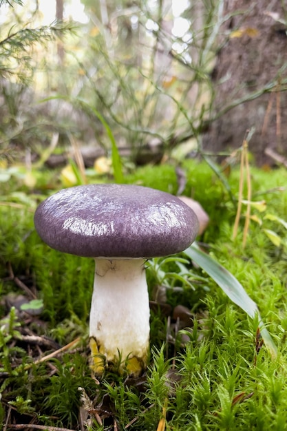 Oneetbare paddenstoel in het bos met een paarse hoed