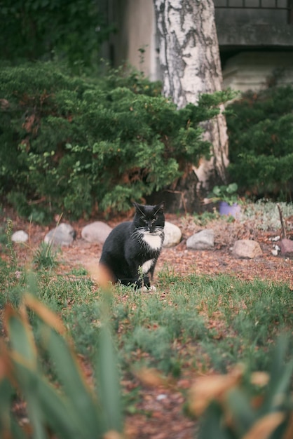 片目の黒い猫は裏庭に座っています 外に座っている国内の猫