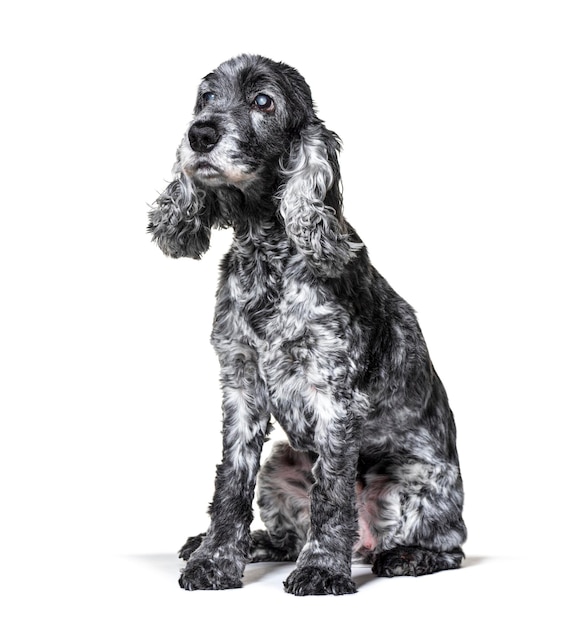 Oneeyed blind black and white old Cocker Spaniel dog