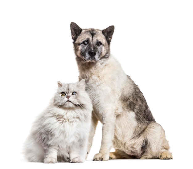 Photo oneeyed blind cat and dog isolated on white