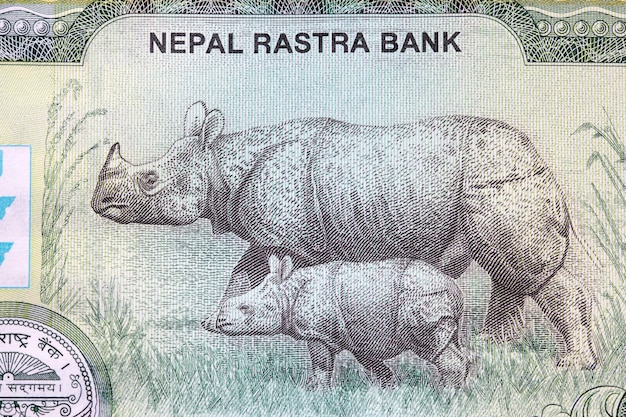 Onehorned rhinoceros and its offspring from money