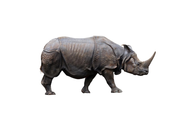 Onehorned Rhinoceros