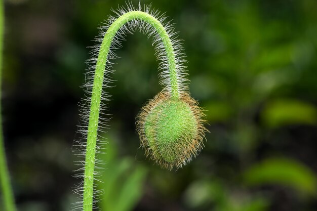 Ongeblazen bloemknop rode papaver close-up macrofotografie