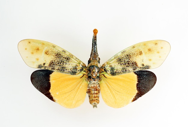 Ongebruikelijk insect dat op wit wordt geïsoleerd. Oranje fulgoridae Pyrops astarte macro, close-up collectie insect