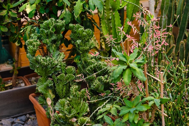 ongebruikelijke cactuskas met cactusin de botanische tuin veel planten Foto van hoge kwaliteit