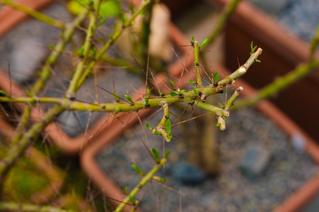 Ongebruikelijke cactuskas met cactusin de botanische tuin veel planten foto van hoge kwaliteit