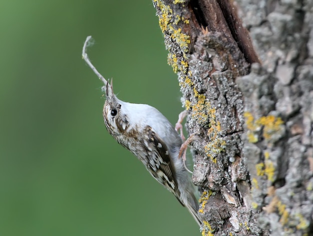 Ongebruikelijke foto gewone boomkruiper (Certhia familiaris) verzamelt materiaal voor het bouwen van een nest. Close-up bekijken