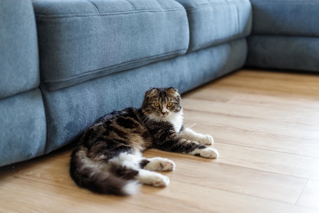 Ongebruikelijke kat die aandachtig naar de camera kijkt terwijl hij op een houten vloer ligt