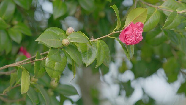 Ongelofelijk mooie camellia in de lente tuin roze Japanse camellia bloem met groene bladeren bokeh