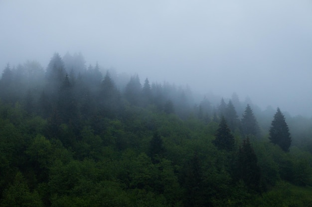 Ongelooflijk bovenaanzicht van groen bos op de heuvel met mist erboven in de zomer