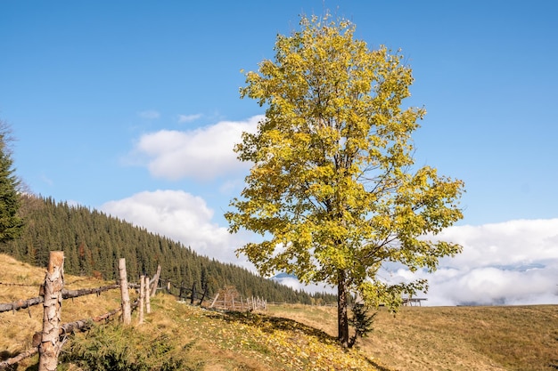 Ongelooflijk herfstlandschap met gele bomen in de bergen Prachtige natuur in de herfst Oekraïne Karpaten