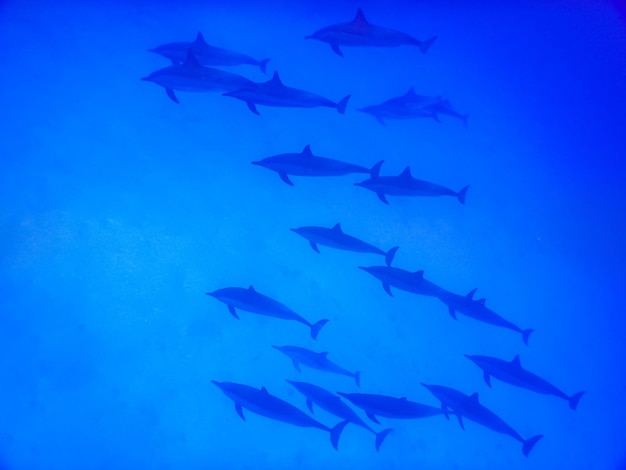 Ongelooflijke ontmoeting met dolfijnen tijdens het duiken in de zee