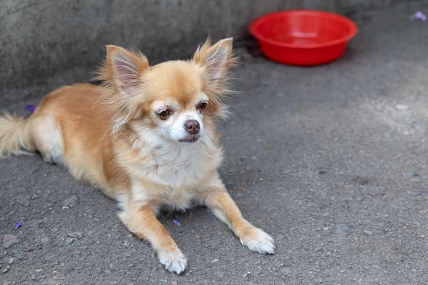 Ongelukkige hongerige chihuahua-hond ligt bij een leeg bord