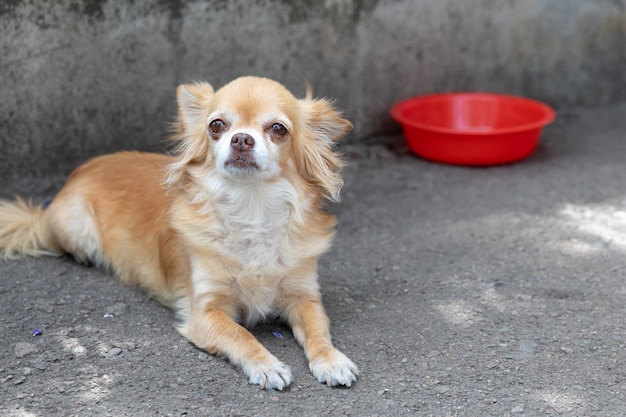 Ongelukkige hongerige chihuahua-hond ligt in de buurt van een leeg bord. Kijkt naar de camera.