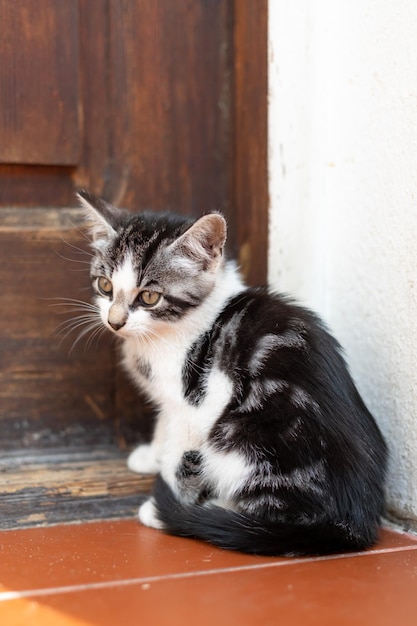ongelukkige hongerige dakloze kitten zit op de drempel voor de deur