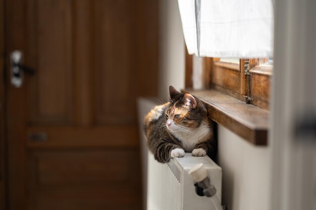 Ongelukkige pluizige kat ligt op koude radiator die geen warmte heeft tijdens het stookseizoen Koud thuisweer