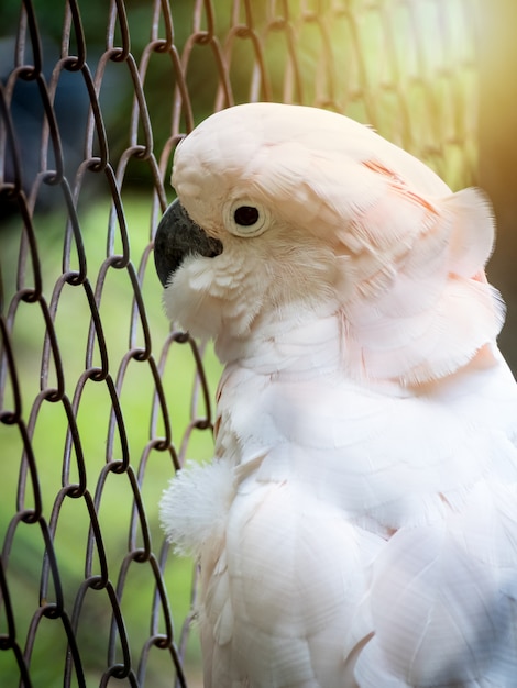 Ongelukkige vogel die in kooi wordt gevangengenomen