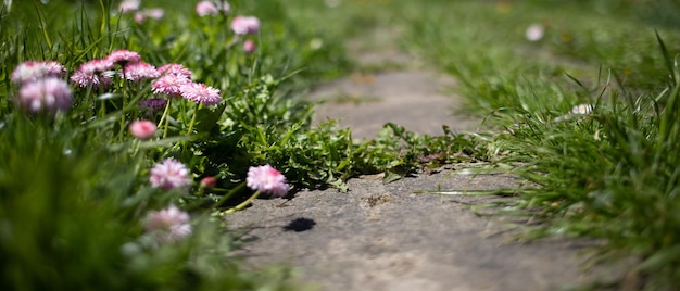 ongemaaid pad van platen met gras en bloemen