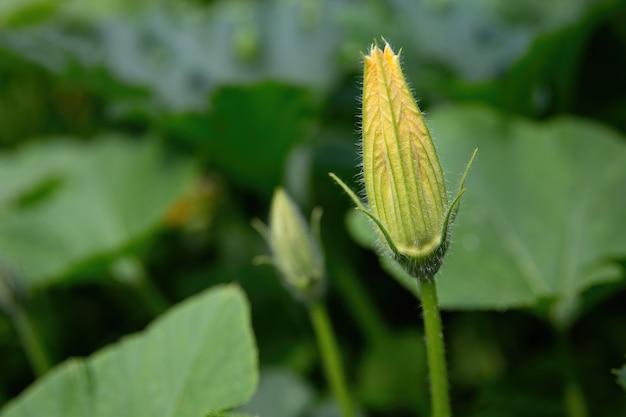 Foto ongeopend geel pompoenbloemclose-up op een achtergrond van groene bladeren