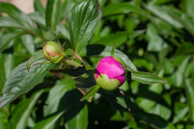 Foto ongeopende knop van pioenroos in de tuin