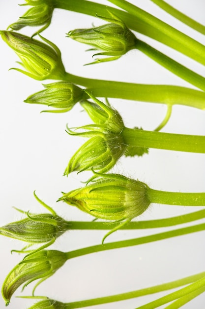 Ongeopende toppen van courgette pompoen bloemen op een witte achtergrond. Overtollige knoppen van onvruchtbare bloemen worden van planten verwijderd voor een betere vruchtzetting