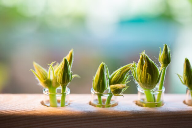 Ongeopende toppen van courgettebloemen in reageerbuizen met water. Overtollige knoppen van onvruchtbare bloemen worden van planten verwijderd voor een betere vruchtzetting