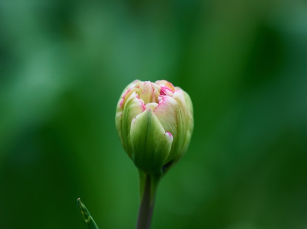 Ongeopende tulp in het park op een zomerdag