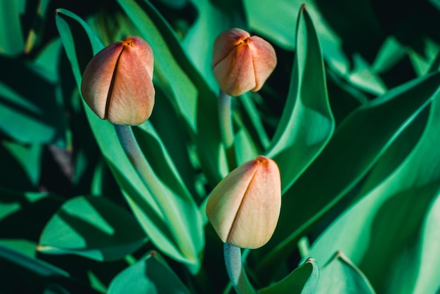 Ongeopende tulpen in het bloembed Selectieve soft focus