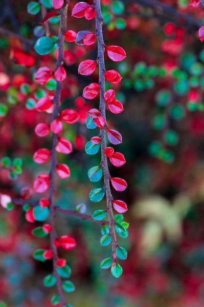 Ongericht en natuurlijk groen en rood blad. Bokeh.