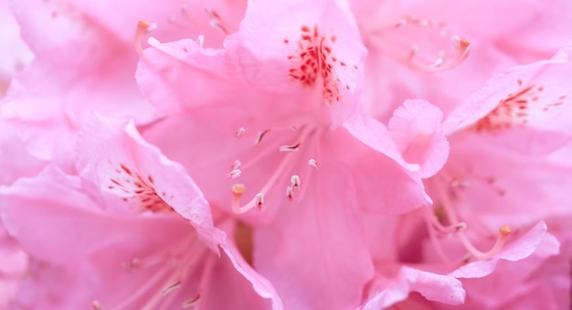 Ongericht vervagen roze rododendron bloemblaadjes abstracte romantiek macro achtergrond pastel en zachte bloem kaart