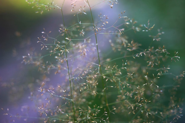 ongericht wilde grassen met de weglijnen als abstracte zomer inspirerende achtergrond