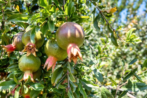 Ongesneden granaatappels in agrarische plantage