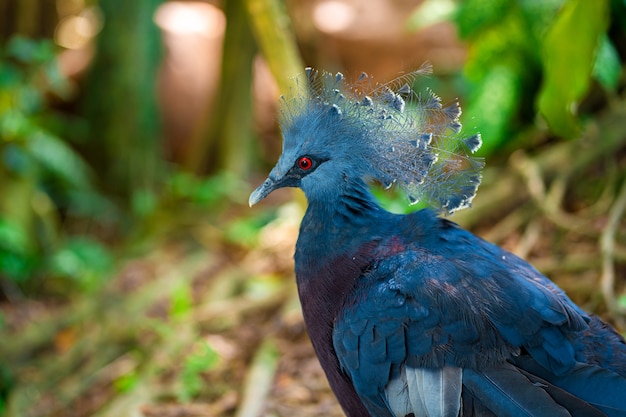 Ongewone gekroonde duif in een groen park reinigt veren. Schoonheid van de natuur. Vogels kijken