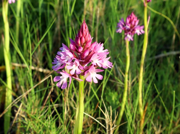 Ongewone lente paars roze bloem Anacamptis pyramidalis close-up. Planten Spanje bergen. Lente