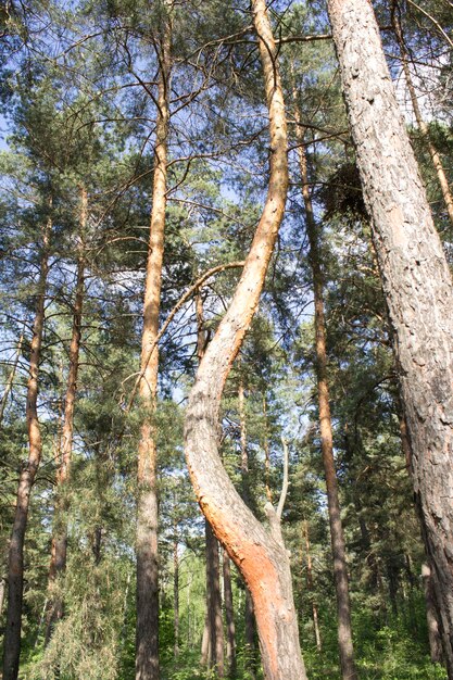 Ongewone of gebogen den in het bos in de zomerdag Locatie verticaal